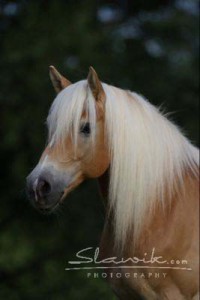 haflinger-4.jpg